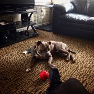 Meet your Posher, Antoine